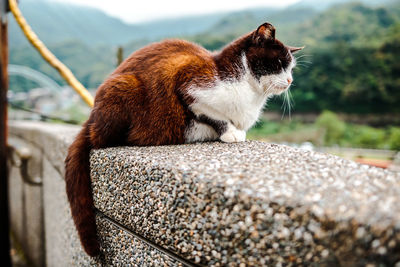 Side view of a cat on retaining wall
