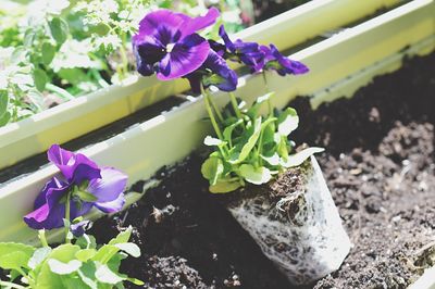 Close-up of purple flowers