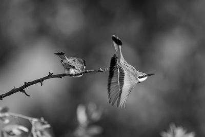 Low angle view of bird flying against blurred background