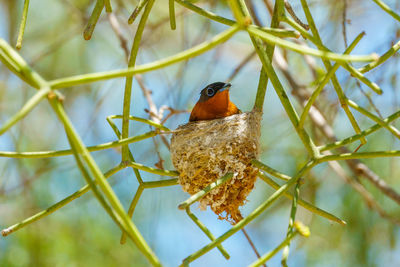 Close-up of a bird perching on branch