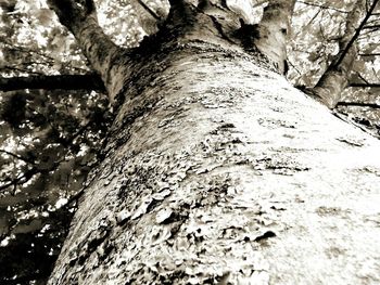 Low angle view of tree trunk