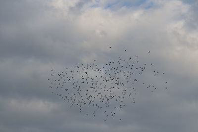 Low angle view of birds flying in sky