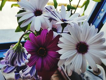 Close-up of purple flowers blooming