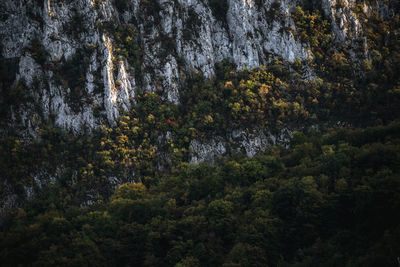 Trees and rocks in forest