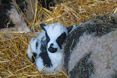 Sheep in a field