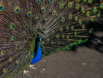 High angle view of peacock