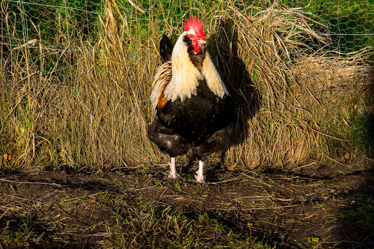 VIEW OF ROOSTER ON LAND