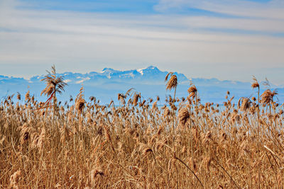 Plants growing on field against sky