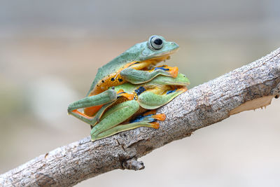 Close-up of lizard on tree