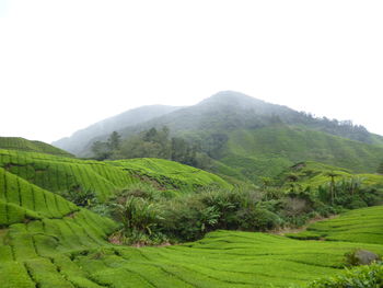 Scenic view of agricultural field against clear sky