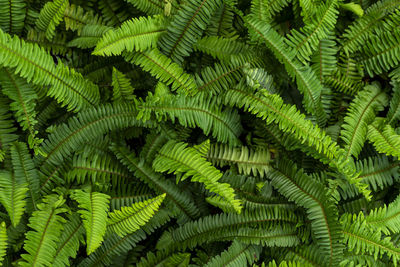 High angle view of green plants