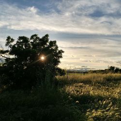 Trees on field against sky at sunset