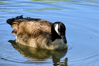 Canada goose swimming in lake