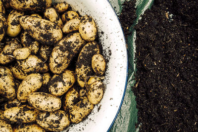 Fresh harvested potatoes