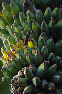 Full frame shot of bananas