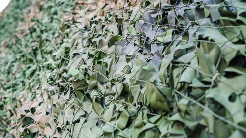 Close-up of ivy growing on plant