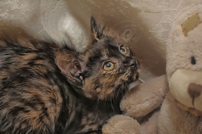 Close-up portrait of a cat