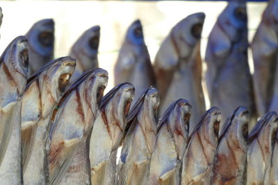 Close-up of fish for sale in market
