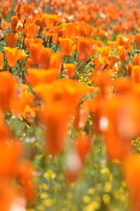 Close-up of yellow flowering plant on field