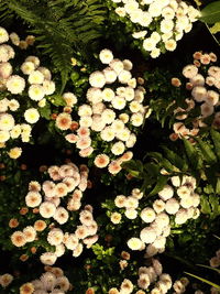 Close-up high angle view of flowers