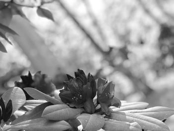 Close-up of flowering plant