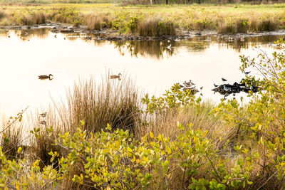 Scenic view of lake