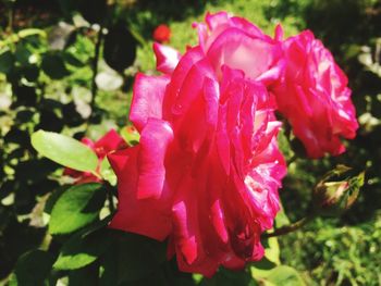 Close-up of red flowers blooming outdoors