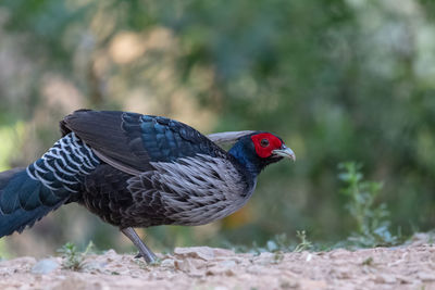 Close-up of a bird perching on a field