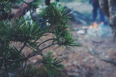 Close-up of tree branch