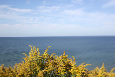 Goldenrod plant on the lake michigan shore