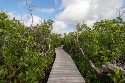 Wooden boardwalk through the mangrove forest in the bahamas