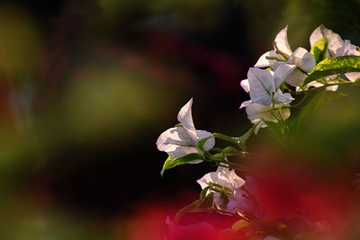 Close-up of fresh white cherry blossom plant