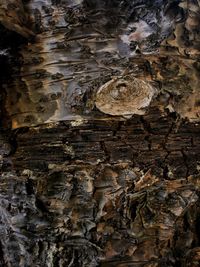 Full frame shot of tree trunk