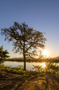 Tree by lake against sky during sunset