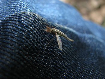 Close-up of insect