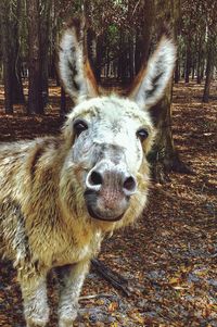 Close-up portrait of horse