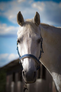 Close-up of horse against sky