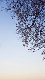 Low angle view of bare trees against clear sky