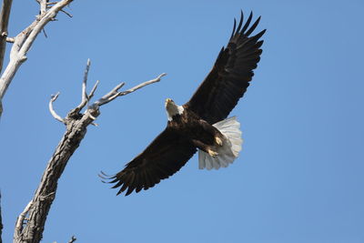 Low angle view of eagle flying against clear blue sky