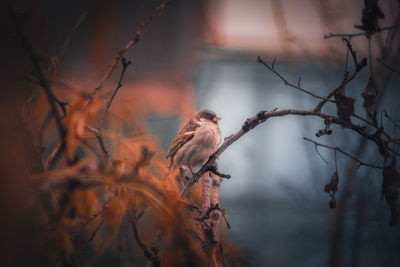 Bird perching on a tree