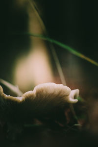 Close-up of mushrooms growing on tree