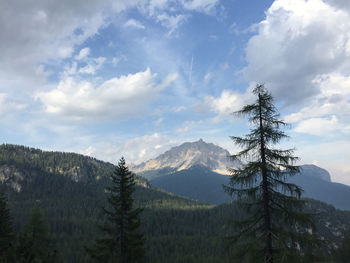 Scenic view of pine trees against sky