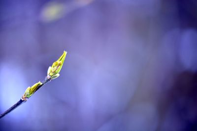 Close-up of flower against blurred background