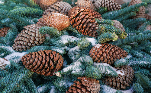 Close-up of pine cones on tree