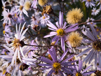 Close-up of purple flowering plants