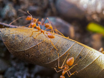 Weaver ants in a leaf