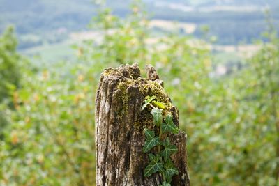 Close-up of lizard on tree trunk