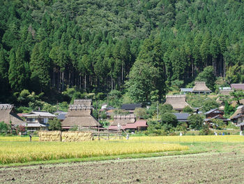Trees and plants on field