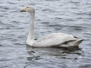 Swan floating on lake