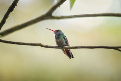 Low angle view of bird perching on branch